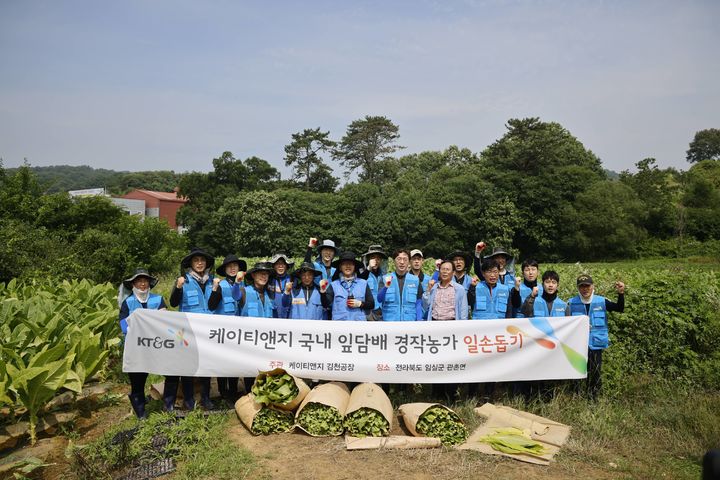 [서울=뉴시스] KT&G 잎담배 수확 봉사활동 모습.(사진=KT&G 제공) *재판매 및 DB 금지