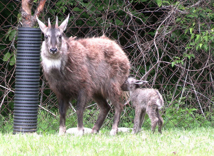 [양구=뉴시스] 30일 양구 산양·사향노루센터는 올해 상반기 동안 센터 내에서 총 12마리의 새끼 산양이 태어났다고 밝혔다. 양구군 제공. *재판매 및 DB 금지