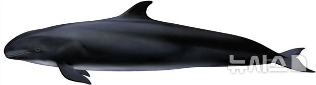 [서울=뉴시스] 7월 해양생물 흑범고래. 