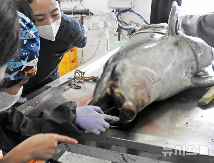 [제주=뉴시스] 오영재 기자 = 김병엽 제주대학교 해양과학대학 교수와 김상화 강원대학교 수의과대학 교수 등이 30일 오전 한국수산자원관리공단 제주본부에서 남방큰돌고래 '턱이'를 부검하고 있다. 구강암을 앓고 있는 것으로 추정된 '턱이'는 돌출된 혀와 부러진 턱 때문에 주둥이가 제대로 닫히지 않는 데서 유래됐다. 7여년동안 제주 앞바다에서 생존하다 이달 2일 서귀포시 중문 앞바다에서 숨진 채 발견됐다. 2025.06.30. oyj4343@newsis.com 