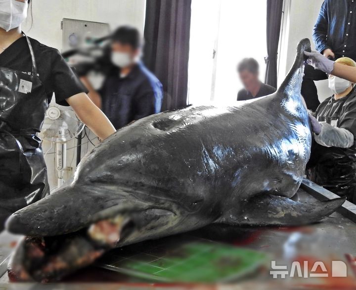 [제주=뉴시스] 오영재 기자 = 김병엽 제주대학교 해양과학대학 교수와 김상화 강원대학교 수의과대학 교수 등이 30일 오전 한국수산자원관리공단 제주본부에서 남방큰돌고래 '턱이'를 부검하고 있다. 구강암을 앓고 있는 것으로 추정된 '턱이'는 돌출된 혀와 부러진 턱 때문에 주둥이가 제대로 닫히지 않는 데서 유래됐다. 7여년동안 제주 앞바다에서 생존하다 이달 2일 서귀포시 중문 앞바다에서 숨진 채 발견됐다. 2025.06.30. oyj4343@newsis.com