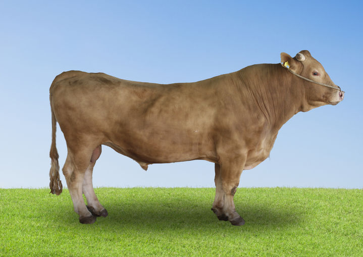 [세종=뉴시스] 농촌진흥청은 올해 상반기 한우 보증씨수소 18마리를 새롭게 선발했다고 30일 밝혔다. (사진=농진청 제공) 2025.06.30. photo@newsis.com *재판매 및 DB 금지