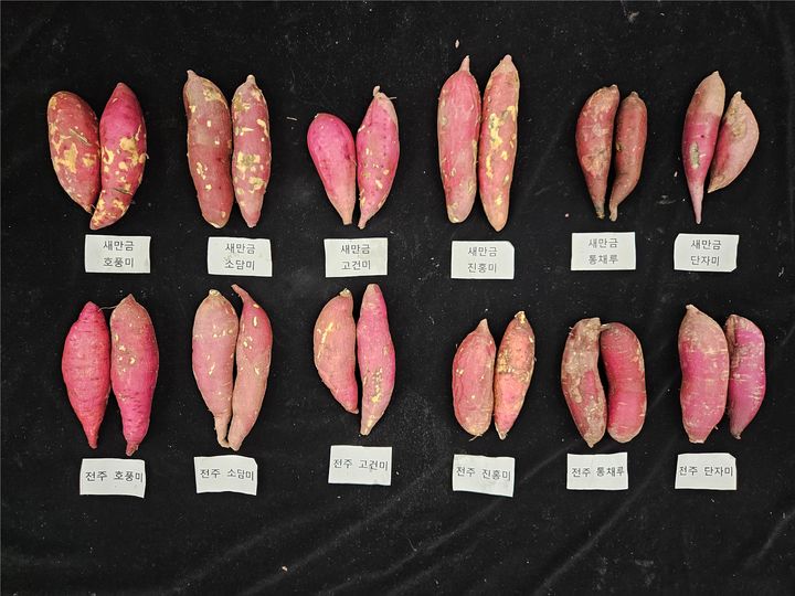 [세종=뉴시스] 농촌진흥청은 새만금 간척지에서 산업용 고구마를 안정적으로 재배할 수 있도록 관개수 염 농도 기준을 설정하고, 적합한 고구마 품종을 선발했다고 30일 밝혔다. (사진=농진청 제공) 2025.06.30. photo@newsis.com *재판매 및 DB 금지