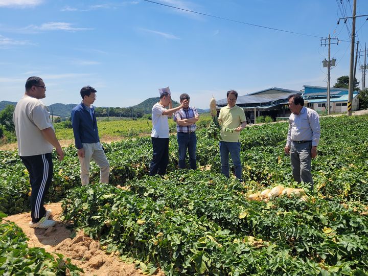 [세종=뉴시스] 한국농수산식품유통공사(aT)가 여름철 폭염·집중 호우 등으로 인한 무 수급불안에 선제 대응하기 위해 봄무 7500t을 선제적으로 사들인다고 30일 밝혔다. (사진=aT 제공) 2025.06.30. photo@newsis.com *재판매 및 DB 금지