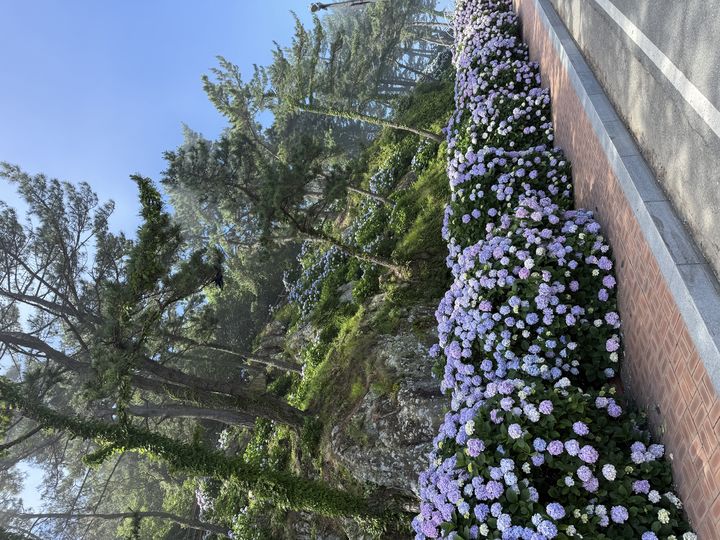 [거제=뉴시스] 신정철 기자= 제8회 거제시 남부면 수국축제가 지난 28~29일 양일간 ‘수국, 여름을 걷다’라는 주제로 많은 관광객과 시민들이 참여한 가운데 성황리에 개최됐다.사진은 남부면 저구항 일원에 핀 수국 모습.(사진=거제시 제공).2025.06.30. photo@newsis.com *재판매 및 DB 금지