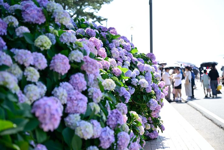 [거제=뉴시스] 신정철 기자= 제8회 거제시 남부면 수국축제가 지난 28~29일 양일간 ‘수국, 여름을 걷다’라는 주제로 많은 관광객과 시민들이 참여한 가운데 성황리에 개최됐다.사진은 남부면 저구항 일원에 핀 수국 산책길 모습.(사진=거제시 제공).2025.06.30. photo@newsis.com *재판매 및 DB 금지