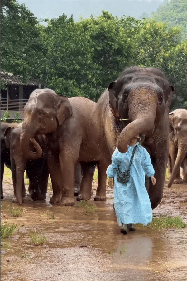 [서울=뉴시스] 코끼리가 비를 맞는 사육사를 감싸며 비를 막아주고 있다. (사진=Instagram @lek_chailert) *재판매 및 DB 금지 *재판매 및 DB 금지