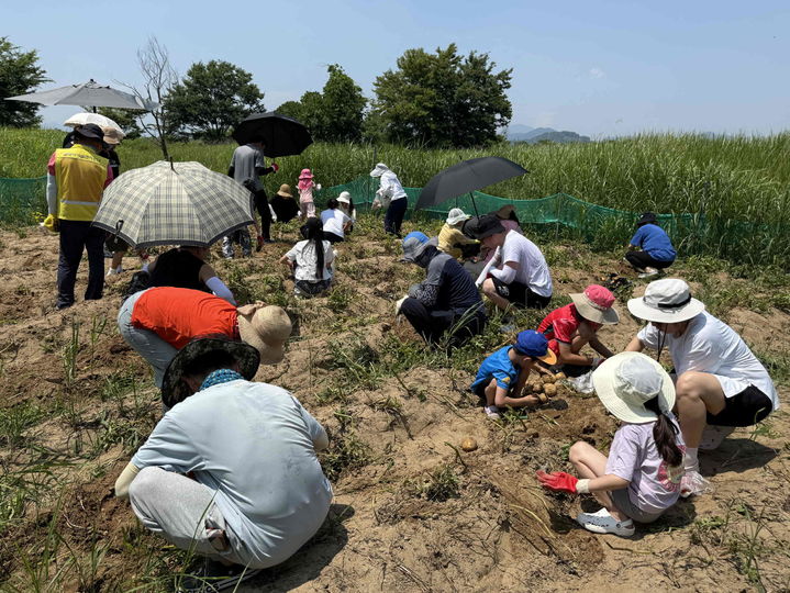 [밀양=뉴시스] 밀양아리랑오토캠핑장 이용객들이 감자 수확 체험 행사에 참여하고 있다. (사진=밀양시 제공) 2025.06.30. photo@newsis.com *재판매 및 DB 금지