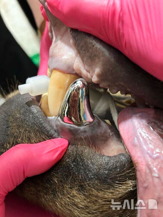 [미네소타=AP/뉴시스] 23일(현지 시각) 알래스카 불곰 툰드라가 미네소타주의 동물원에서 은색 송곳니를 위한 수술을 받고 있다. 2025.06.25.