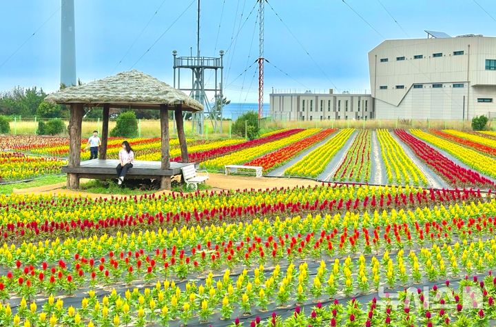 [포항=뉴시스] 송종욱 기자 = 경북 포항시 남구 호미곶 일원에 계절별 경관 농업으로 조성한 형형색색의 맨드라미 정원이 지역의 새로운 관광 명소로 떠오르고 있다. 사진은 호미곶 맨드라미 정원 모습. (사진=포항시 제공) 2025.06.30. photo@newsis.com