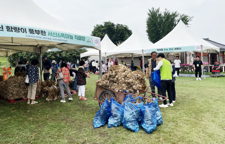 [서산=뉴시스] 지난 27일 서산해미읍성에서 열린 제16회 서산6쪽마늘축제장을 찾은 방문객이 6쪽마늘 상태를 확인하고 있다. (사진=서산시 제공) 2025.06.30. photo@newsis.com&nbsp; *재판매 및 DB 금지