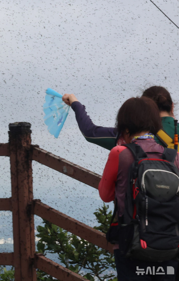 [인천=뉴시스] 전진환 기자 = 30일 오전 인천 계양구 계양산 정상에서 러브버그(붉은등우단털파리) 무리가 등산로와 등산객들에게 들러붙으며 불쾌감을 주고있다. 2025.06.30. amin2@newsis.com