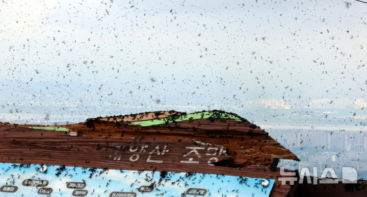 [인천=뉴시스] 전진환 기자 = 30일 오전 인천 계양구 계양산 정상에서 러브버그(붉은등우단털파리) 무리가 등산로와 등산객들에게 들러붙으며 불쾌감을 주고있다.  2025.06.30. amin2@newsis.com