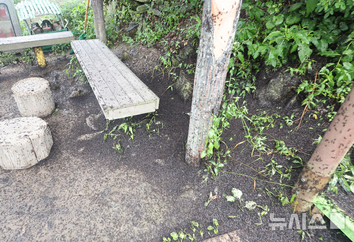 [인천=뉴시스] 전진환 기자 = 30일 오전 인천 계양구 계양산 정상에서 러브버그(붉은등우단털파리) 무리가 등산로와 등산객들에게 들러붙으며 불쾌감을 주고있다. 2025.06.30. amin2@newsis.com