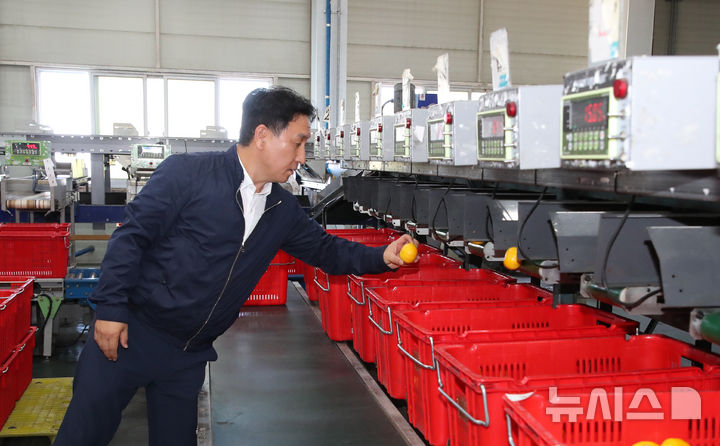 [서귀포=뉴시스] 우장호 기자 = 고우일 제주농협 본부장이 30일 제주 서귀포시 남원읍 위미리 제주감귤농협 위미지점 유통센터 선별장에서 올해 감귤을 점검하고 있다. 2025.06.30. woo1223@newsis.com