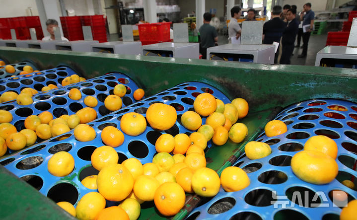 [서귀포=뉴시스] 우장호 기자 = 30일 제주 서귀포시 남원읍 위미리 제주감귤농협 위미지점 유통센터 선별장에서 25년산 감귤이 선별기를 통과하고 있다. 농협 계통 출하 하우스감귤 가운데 약 35%가 제주감귤농협이 운영 중인 거점 APC에서 비파괴선별을 통해 고품질 감귤이 출하된다. 2025.06.30. woo1223@newsis.com