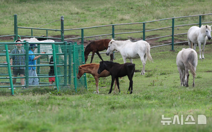  [제주=뉴시스] 무더운 날씨를 보인 지난 6월30일 오후 제주시 용강동 마 방목지를 찾은 관광객들이 천연기념물 347호 제주마를 보며 더위를 식히고 있다. (사진=뉴시스 DB). photo@newsis.com