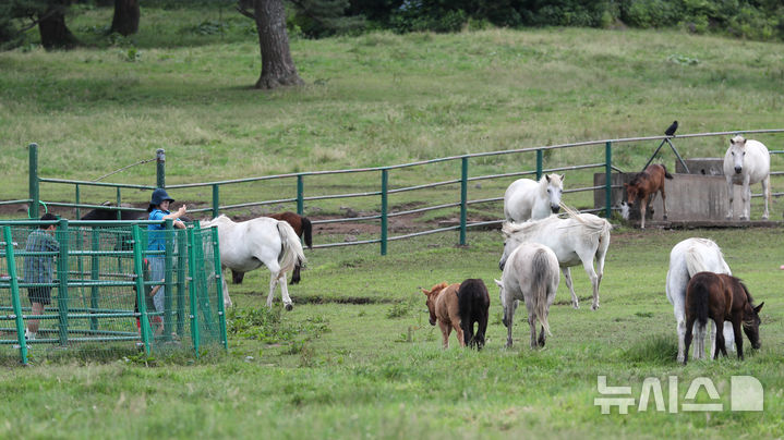[제주=뉴시스] 우장호 기자 = 무더운 날씨를 보인 30일 오후 제주시 용강동 마 방목지를 찾은 관광객들이 천연기념물 347호 제주마를 보며 더위를 식히고 있다. 2025.06.30. woo1223@newsis.com