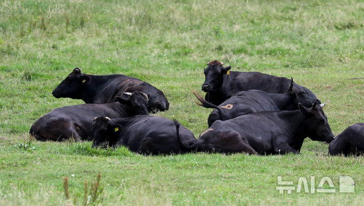 [제주=뉴시스] 우장호 기자 = 제주시 용강동 마 방목지에서 국가지정 천연기념물인 제주흑우가 무리를 지어 휴식을 취하고 있다. (사진=뉴시스DB) woo1223@newsis.com