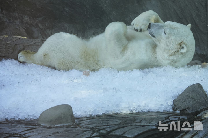 [프라하=AP/뉴시스] 1일(현지 시간) 체코 프라하 동물원에서 북극곰이 얼음 더미 위에서 더위를 식히고 있다. 2025.07.02.