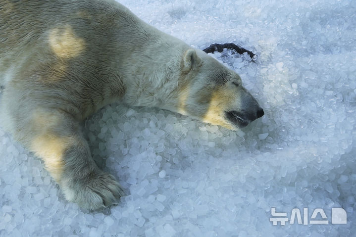 [프라하=AP/뉴시스] 1일(현지 시간) 체코 프라하 동물원에서 북극곰이 얼음 더미 위에서 더위를 식히고 있다. 2025.07.02.