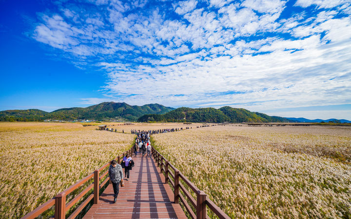 [서울=뉴시스] 순천만 (사진=국가유산청 제공) 2025.07.01. photo@newsis.com *재판매 및 DB 금지