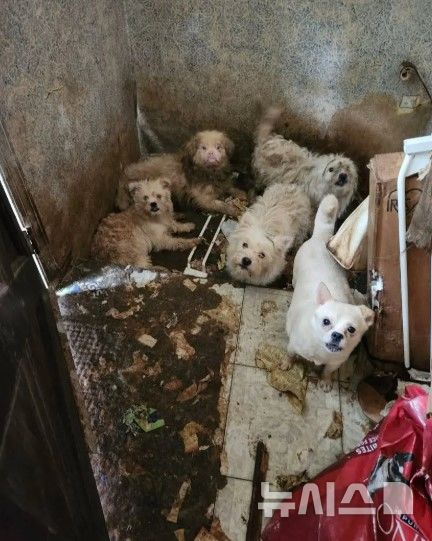 [뉴시스]미국 브루클린의 한 주택에서 73세의 여성이 80마리의 방치된 개와 쓰레기 더미에 고립돼 사망한 채로 발견됐다. (사진=뉴욕포스트) 