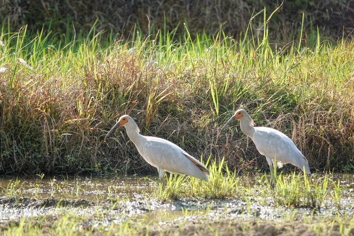 [창녕=뉴시스] 이소에 성공한 유조 2마리. (사진= 창녕군 제공) 2025.07.01. photo@newsis.com *재판매 및 DB 금지
