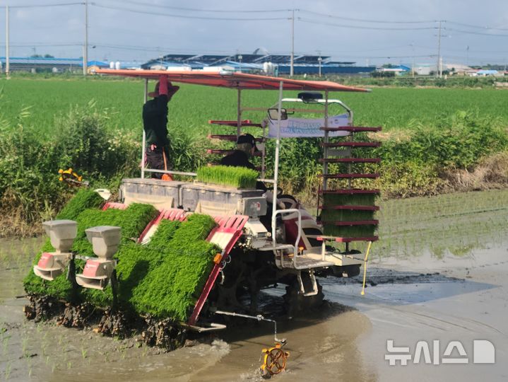 [평택=뉴시스] 경기평택시 가루쌀 생산단지 모내기 시연 모습 (사진=평택시 제공) 2025.07.01.photo@newsis.com 