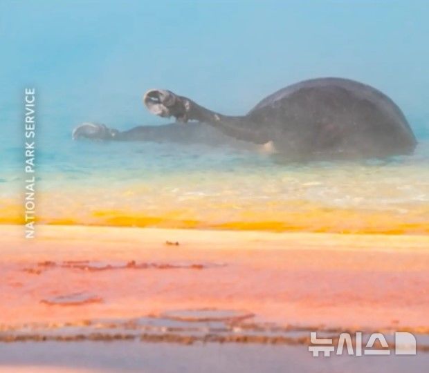 [뉴시스]미국 옐로스톤 국립공원에서 들소가 펄펄 끓는 온천물에 빠져 죽는 사고가 발생해 이를 목격한 관광객들이 큰 충격을 안겼다. (사진=뉴욕포스트) 
