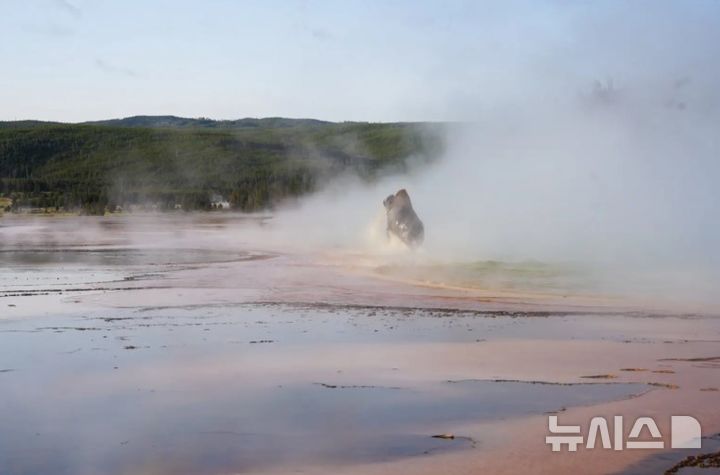 [뉴시스]미국 옐로스톤 국립공원에서 들소가 펄펄 끓는 온천물에 빠져 죽는 사고가 발생해 이를 목격한 관광객들이 큰 충격을 안겼다. (사진=뉴욕포스트) 