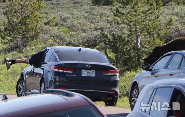 [뉴시스] 미국 국립공원에서 곰과 마주친 관광객이 문이 잠긴 차량 대신 창문으로 몸을 피했다. (사진=nationalparknews) 2025.06.28 