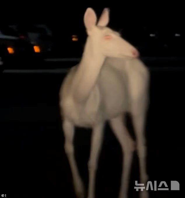[뉴시스] 미국 미시간주에서 한 운전자가 새벽 출근길에 희귀한 흰색 알비노 사슴을 포착해 화제가 됐다. (사진=데일리 메일) 2025.06.29 