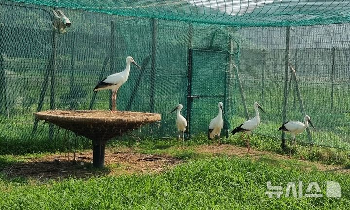 [김해=뉴시스]김해 화포천습지 아기 황새 이름 전국 공모. (사진=김해시 제공). 2025.07.01. photo@newsis.com 