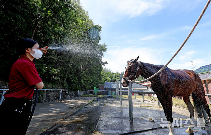 [대구=뉴시스] 이무열 기자 = 폭염이 연일 계속된 1일 대구 달서구 대덕승마장에서 교관이 말에게 시원한 물을 뿌리며 더위를 식혀주고 있다. 2025.07.01. lmy@newsis.com