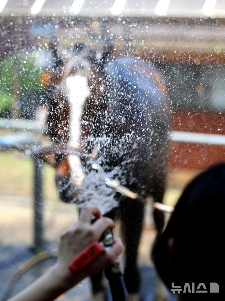 [대구=뉴시스] 이무열 기자 = 폭염이 연일 계속된 1일 대구 달서구 대덕승마장에서 교관이 말에게 시원한 물을 뿌리며 더위를 식혀주고 있다. 2025.07.01. lmy@newsis.com