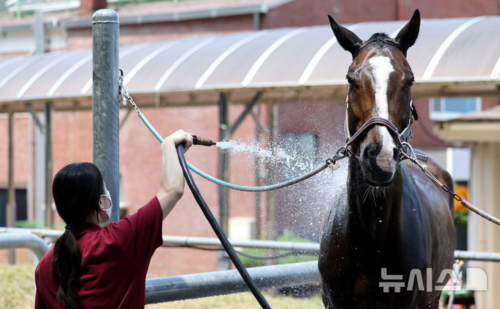 [대구=뉴시스] 이무열 기자 = 폭염이 연일 계속된 1일 대구 달서구 대덕승마장에서 교관이 말에게 시원한 물을 뿌리며 더위를 식혀주고 있다. 2025.07.01. lmy@newsis.com