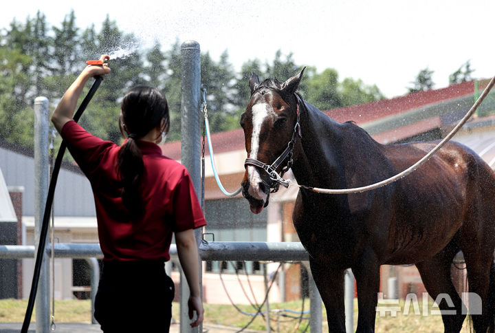 [대구=뉴시스] 이무열 기자 = 폭염이 연일 계속된 1일 대구 달서구 대덕승마장에서 교관이 말에게 시원한 물을 뿌리며 더위를 식혀주고 있다. 2025.07.01. lmy@newsis.com