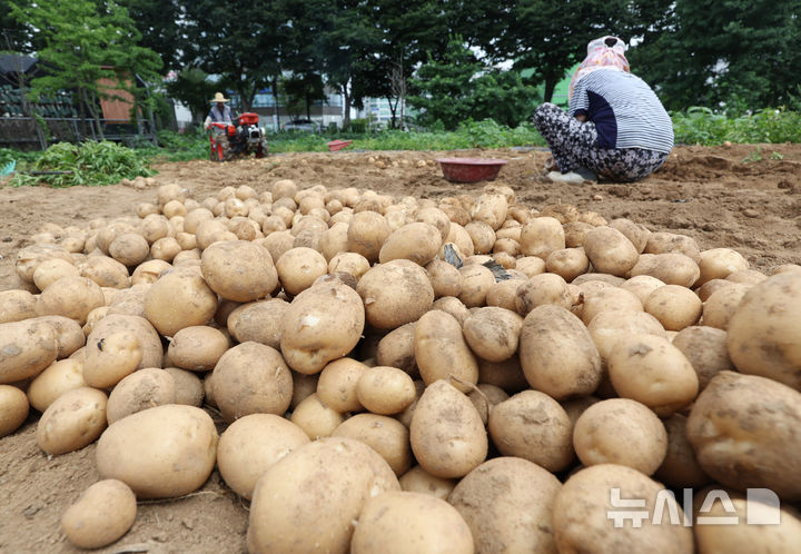 [인천=뉴시스] 전진환 기자 = 전국 대부분의 지역에 폭염특보가 내려진 1일 오후 인천 남동구의 한 감자 농장에서 농부들이 감자를 수확하고 있다. 2025.07.01. amin2@newsis.com