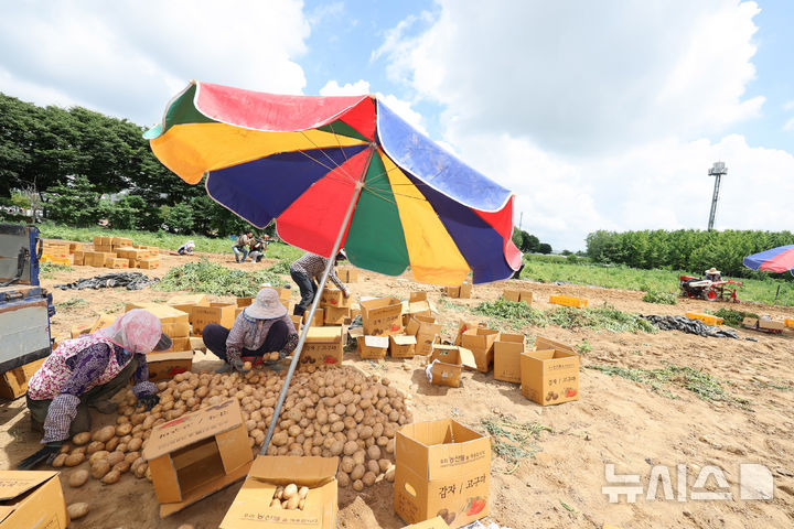 [인천=뉴시스] 전진환 기자 = 전국 대부분의 지역에 폭염특보가 내려진 지난 1일 오후 인천 남동구의 한 감자 농장에서 농부들이 수확한 감자를 선별하고 있는 모습. 2025.07.01. amin2@newsis.com