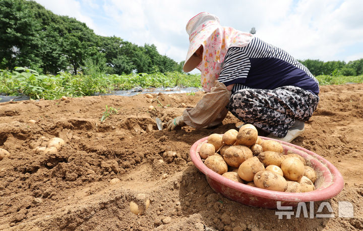 [인천=뉴시스] 전진환 기자 = 전국 대부분의 지역에 폭염특보가 내려진 지난 1일 오후 인천 남동구의 한 감자 농장에서 한 농부가 감자를 수확하고 있는 모습. 2025.07.01. amin2@newsis.com