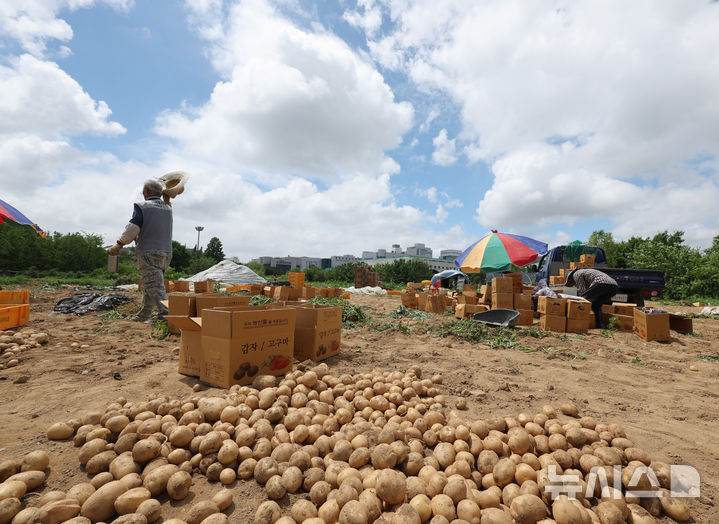 [인천=뉴시스] 전진환 기자 = 전국 대부분의 지역에 폭염특보가 내려진 1일 오후 인천 남동구의 한 감자 농장에서 농부들이 감자를 수확하고 있다. 2025.07.01. amin2@newsis.com