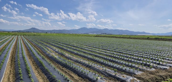 [안동=뉴시스] 7월 현재 경주 안강평야에서 벼 대신 콩이 자라고 있다. (사진=경북도 제공) 2025.07.02. photo@newsis.com *재판매 및 DB 금지