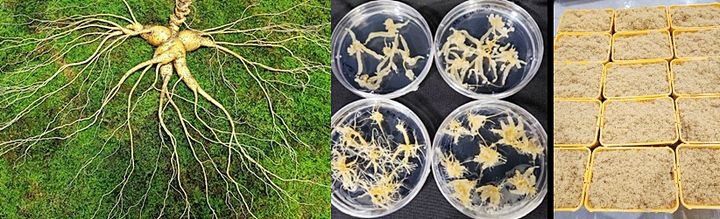 2022년 11월 전라남도에서 발견된 수령 150년된 산삼(왼쪽). 산삼 줄기세포 배양기술로 생산한 배양근(가운데), 대량 생산한 배양근(오른쪽). *재판매 및 DB 금지