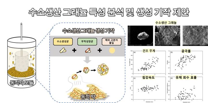 김상현 교수는 미생물의 입상화(작은 입자들이 뭉쳐 더 큰 입자인 과립을 형성하는 과정)를 촉진하는 기술을 이용해 기존의 값비싼 멸균 과정 없이 활성이 높은 수소 생산 미생물을 고농도로 보유하는 연속 수소 생산 기술을 개발했다. (사진=과기정통부 제공) *재판매 및 DB 금지