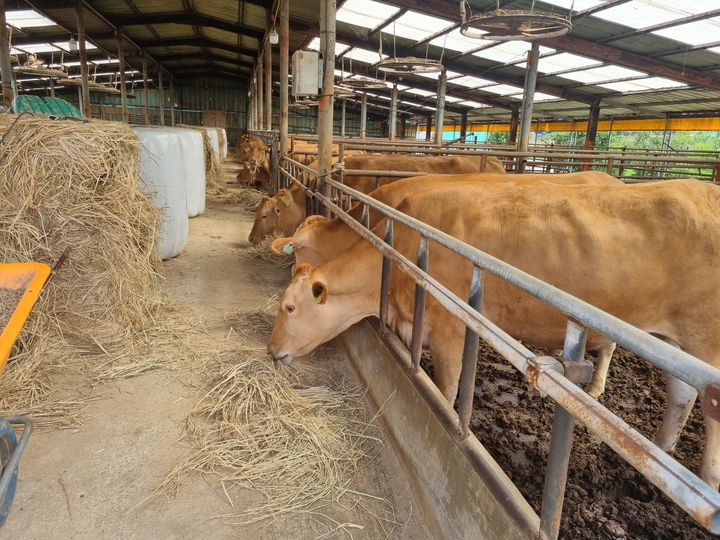 [무안=뉴시스] 전남 축산농가 우사. (자료사진 제공 = 전남도). 2025.07.02. photo@newsis.com *재판매 및 DB 금지