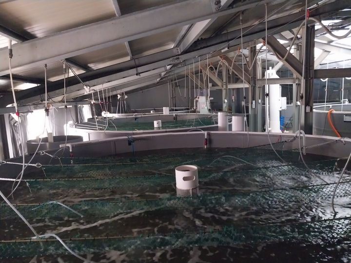 [수원=뉴시스] 블랙타이거새우 내수면 양식기술 실험 수조. (사진=경기도 제공) 2025.07.02. photo@newsis.com *재판매 및 DB 금지