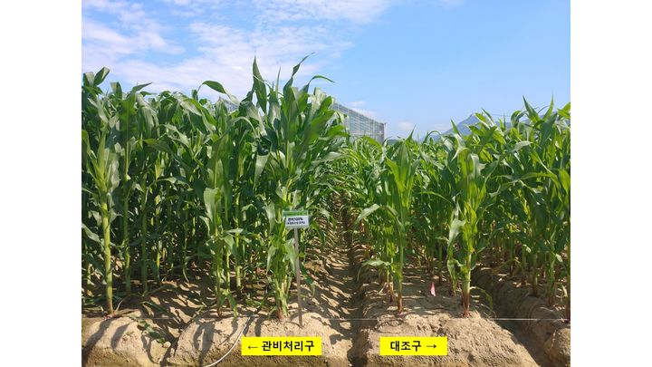 [세종=뉴시스] 농촌진흥청은 최근 노지 밭작물에 간편하게 양분을 공급하면서도 효율이 높은 '양분공급 제어시스템'을 개발했다고 2일 밝혔다. 사진은 관비처리구와 대조구 비교 사진. (사진=농진청 제공) 2025.07.02. photo@newsis.com *재판매 및 DB 금지