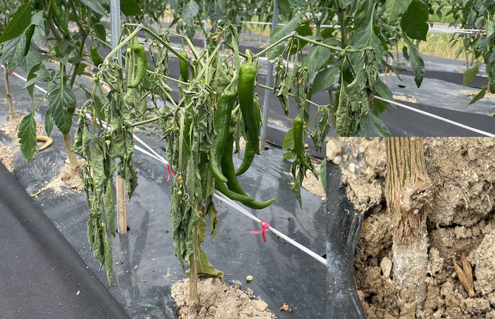 [무안=뉴시스] 흰비단병 피해 입은 고추. (자료사진 제공 = 전남농업기술원). 2025.07.02. photo@newsis.com *재판매 및 DB 금지