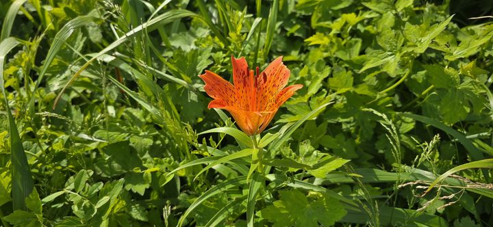 [구례=뉴시스] 지리산 특별보호구역에서 여름철 피어난 멸종위기 2급 '날개하늘나리'. (사진=지리산전남사무소 제공) 2025.07.02. photo@newwsis.com *재판매 및 DB 금지